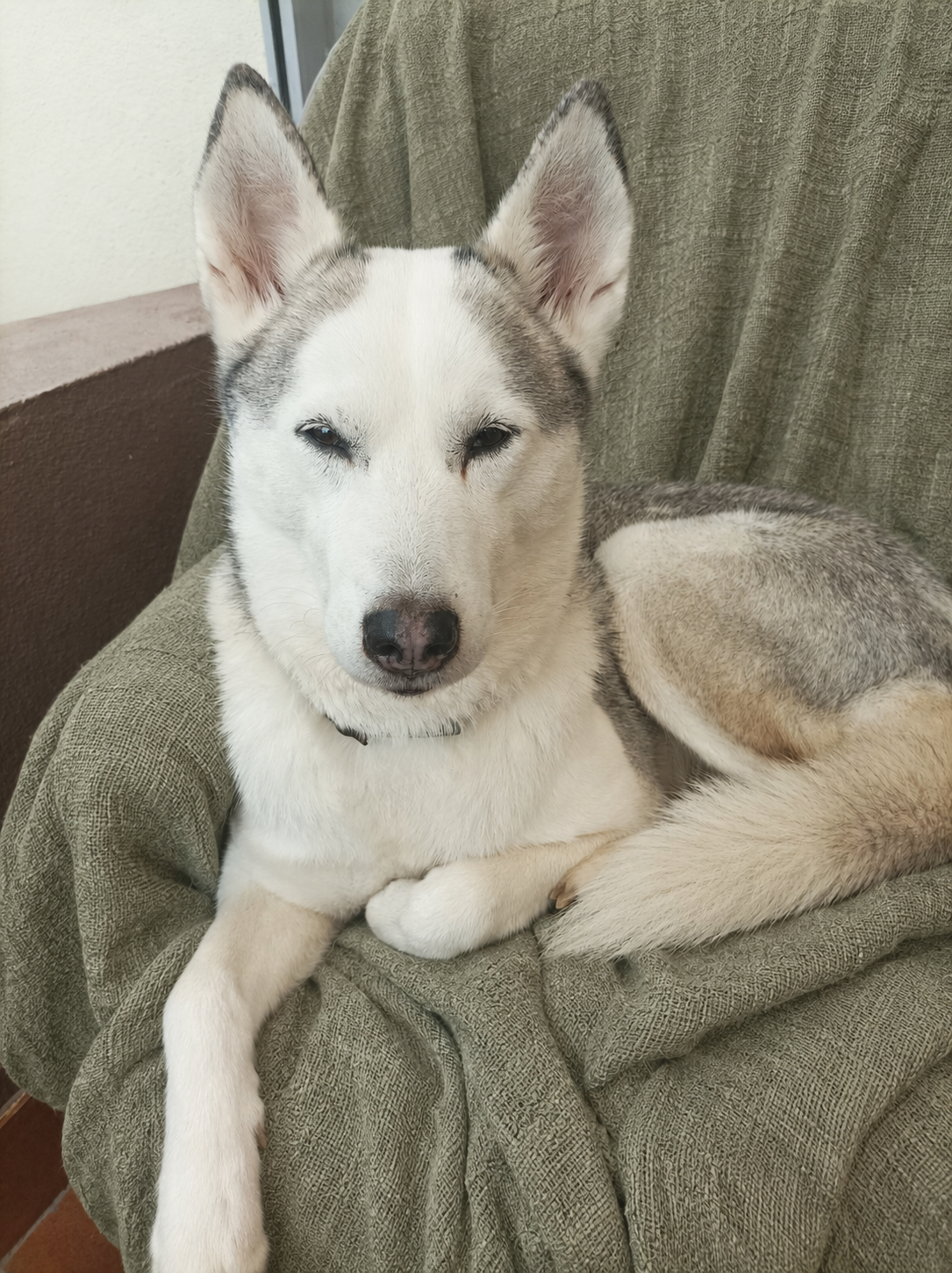 Maya, husky blanche et grise d’Anna, allongée sur un plaid vert sauge